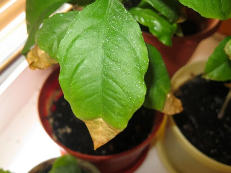 Коричневые кончики листьев у хлорофитума