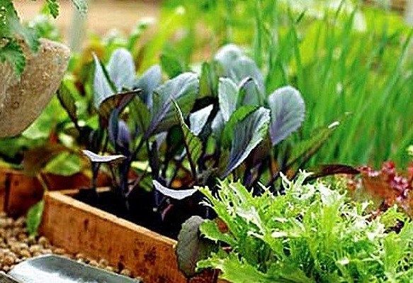 Лекарственные растения какие можно выращивать дома