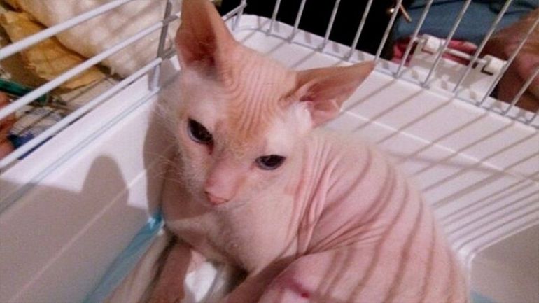 В Трехгорном прооперировали лысого кота со сломанными лапами