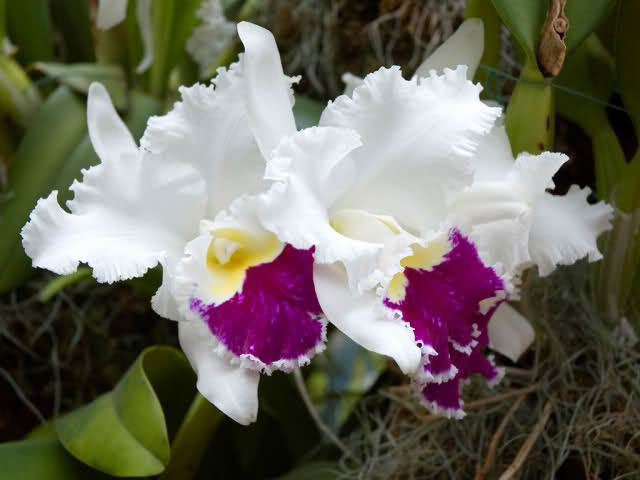 Орхидея Фаленопсис Сорта Фото