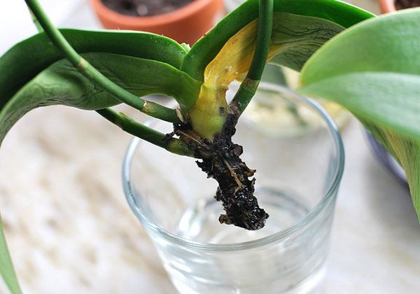 Реанимация орхидей в воде
