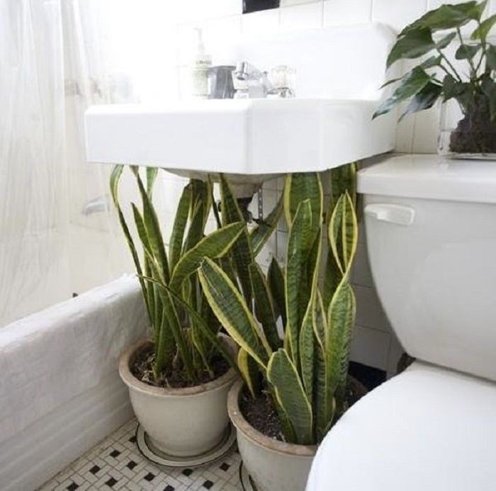 Какие растения можно выращивать в ванной комнате без окна?