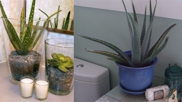 Какие растения можно выращивать в ванной комнате без окна?
