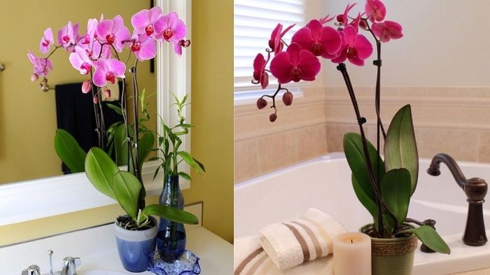 Какие цветы можно выращивать в ванной комнате без окна?
