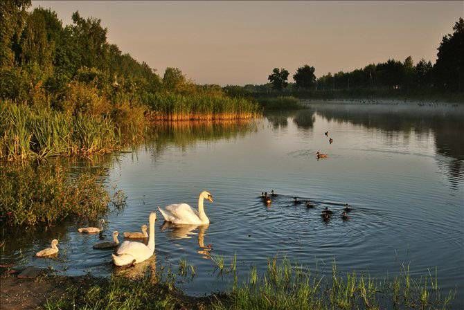 Озеро на речке гусь. Новозыбков Брянская область озеро с лебедями. Лебеди на озере. Лебеди в пруду. Красивое озеро с утками.