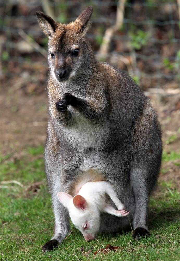 Животное кенгуру с малышом в сумке