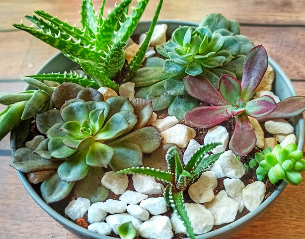Мини-садик из суккулентов своими руками: просто, красиво и очень уютно
