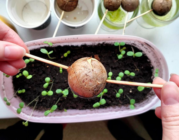 Как вырастить авокадо из косточки и превратить её в домашнее деревце