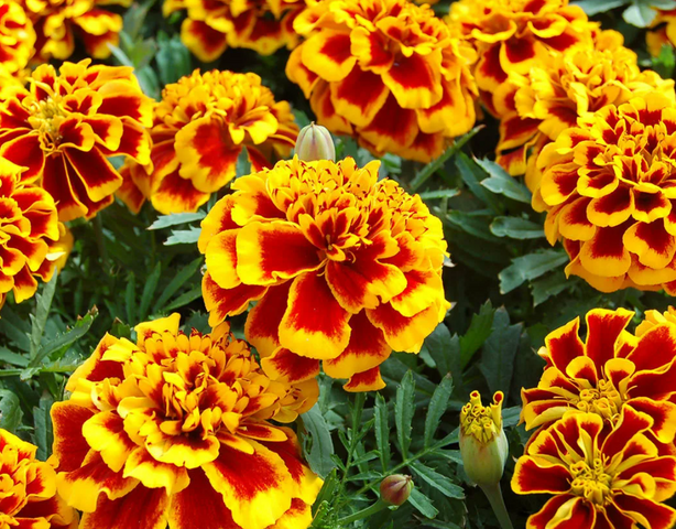 Как посеять бархатцы «букетным способом» — просто и эффективно