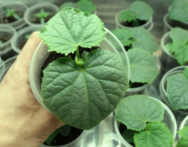 Ранний урожай огурцов без лишних хлопот: необычный способ посадки