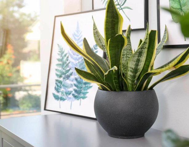 Сансевиерия: идеальное растение для дома и как правильно её пересадить