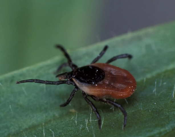 Что можно и нельзя делать при укусе клеща