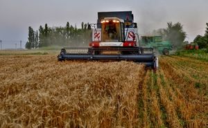 Россия может стать крупнейшим экспортёром пшеницы