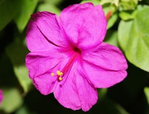 Мирабилис — доступный и красивый цветок для вашего сада