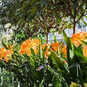 Репетиция весны: 44 восхитительных фотографии цветущих луковичных и декоративных деревьев и кустарников