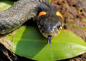 10 самых опасных в мире змей