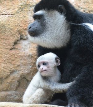 Впервые за одиннадцать лет в неволе родился детеныш обезьяны колобуса