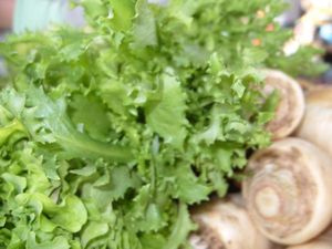 «Зеленые карусели» цикорных салатов: эндивия и эскариола