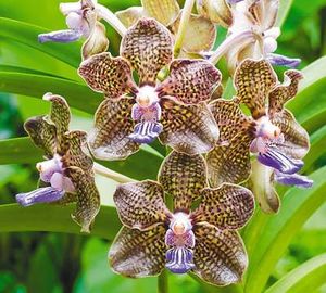 Орхидеи для начинающих: 8 простых советов