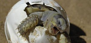 12 фото, которые подтверждают, что черепахи — это весело