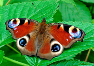 Самые красивые бабочки в мире