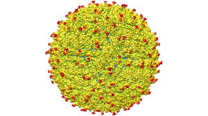Ученые наконец-то узнали, как выглядит вирус Зика