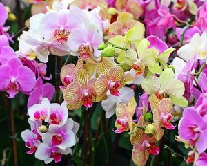 Эта чудесная орхидея…