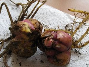 Как хранить луковицы лилии зимой и не только?