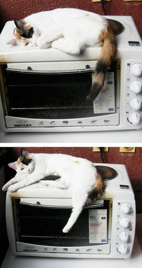 Кошки, которые знают толк в хорошем освещении и технике (16 фото)