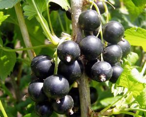 Смородина черная: сорта, выращивание и уход