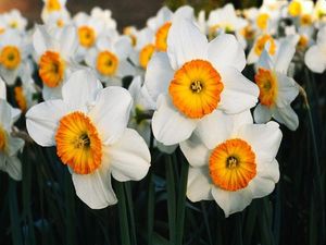 Нарциссы — цветы весны