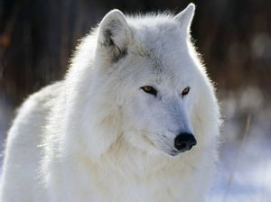 Полярный волк (24 фото)
