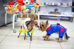 Самая Модная Одежда для Собак в Молдове. Только в Planeta Zoo K9