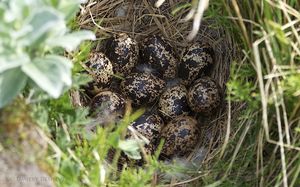 Гнездо куропатки: от яйца к птенцу. Что меня удивило?