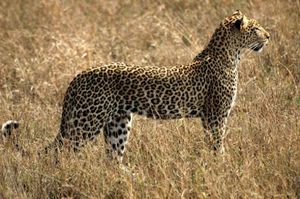 Леопард — ночной охотник-одиночка