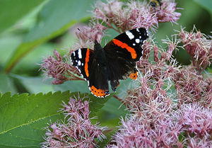 Посконник (Eupatorium)