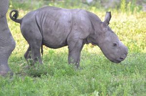 Новорожденный носорог в зоопарке Флориды (4 фото)