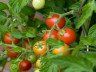 Какие семена томатов самые лучшие – правильный выбор и закалка + видео