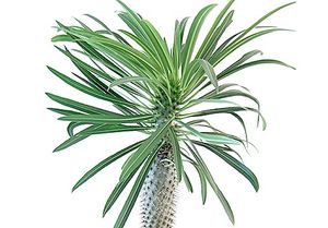 Пахиподиум, мадагаскарская пальма (Pachypodium)