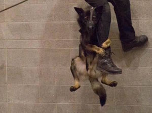 Как полицейских собак учат карабкаться по стенам