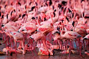 Накуру в Кении — озеро миллиона розовых фламинго