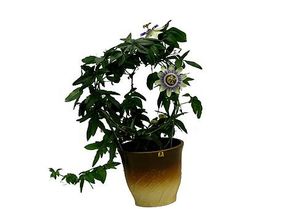 Пассифлора, страстоцвет (Passiflora)