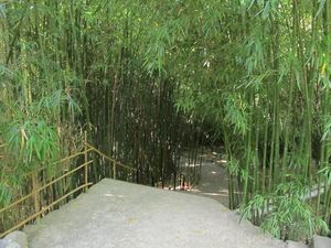 В бамбуковой роще Приморского парка