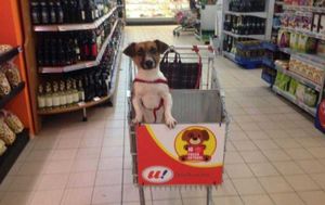 В итальянском супермаркете появились специальные тележки для собак