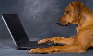 Собаки смогут самостоятельно публиковать фотографии в социальных сетях