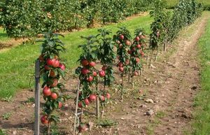 Посадка колоновидных яблонь – основные правила выращивания и ухода + видео