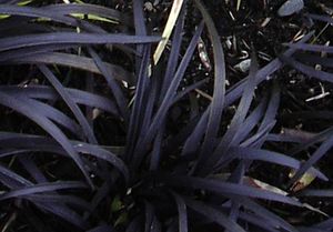 Офиопогон (Ophiopogon)