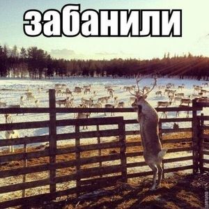 Отличные фотомемы на Бугаге (33 шт)