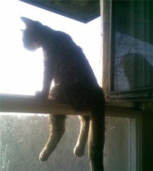 Три кошки сбежали в Москве(!) из квартиры без балкона(!) за год