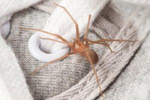 В музее Хельсинки живут ядовитые пауки